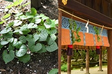 MMC offers Asarum caulescens planted at Kyoto Plant to Kamigamo Shrine [Japan]