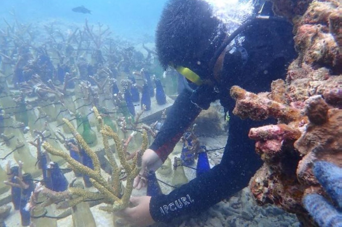 MMM Conducts Coral Reef Restoration Activities [Malaysia]
