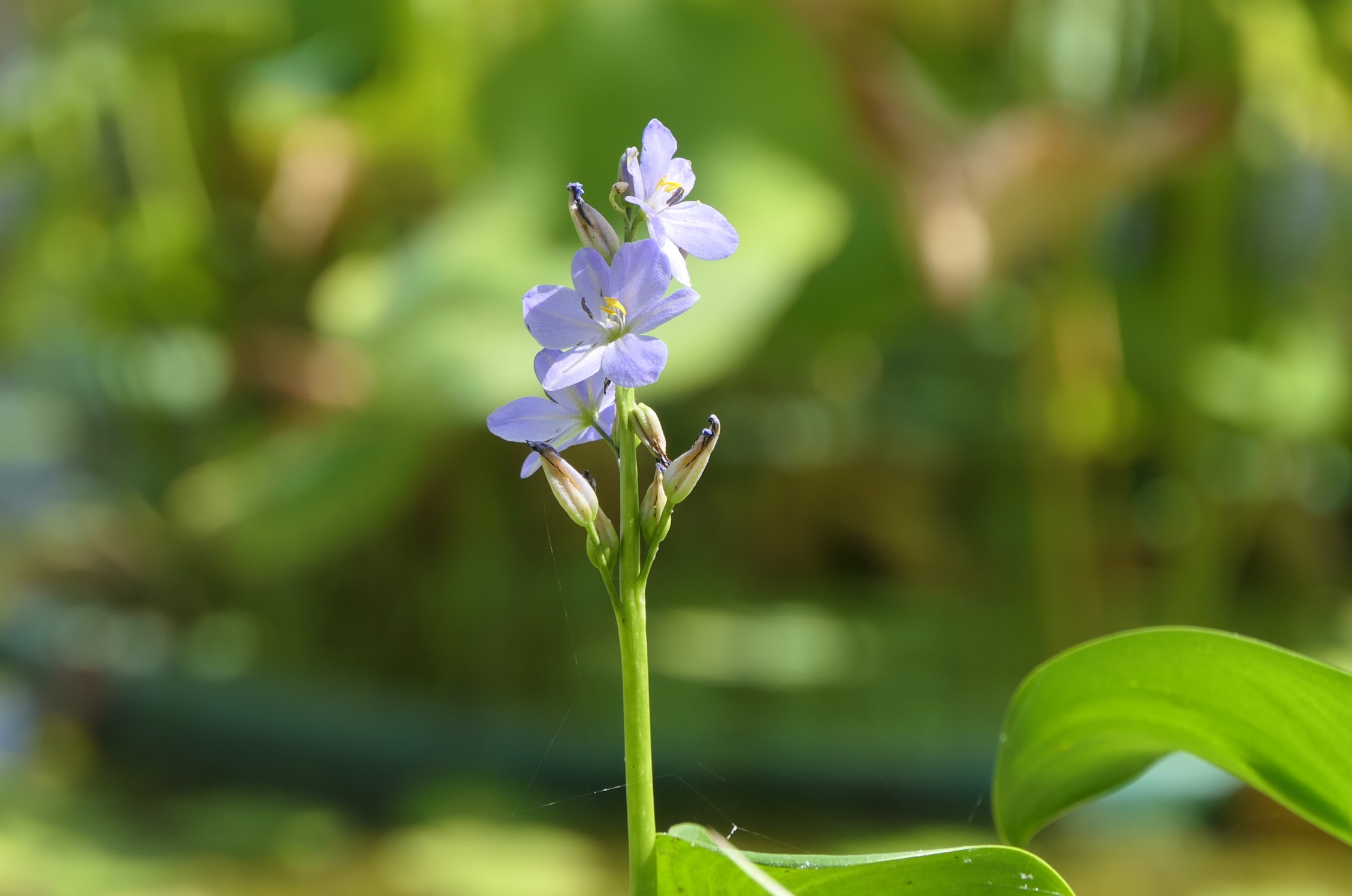 02_07.jpg (236751)