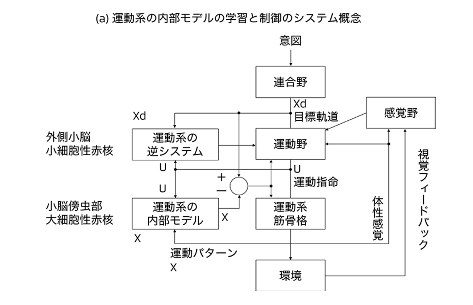 (a)運動系の内部モデルの学習と制御のシステム概念