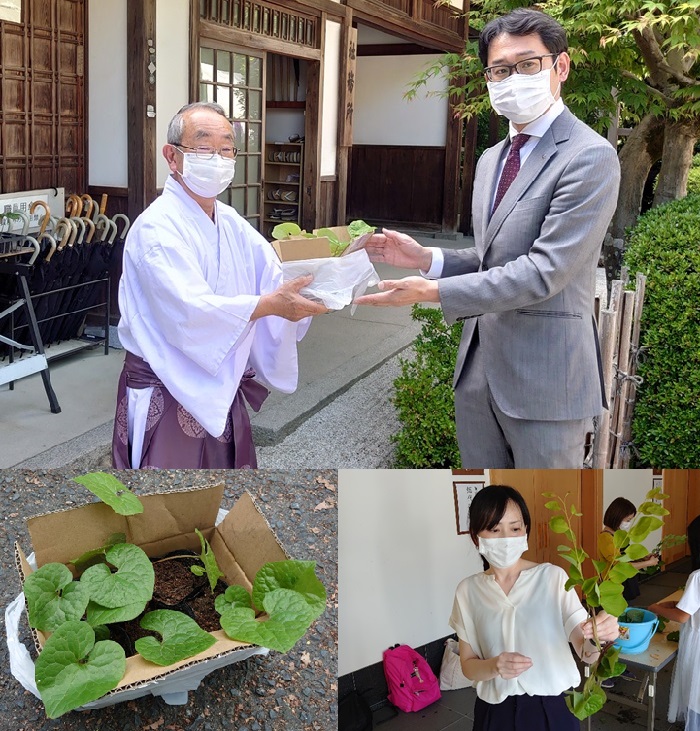 フタバアオイを上賀茂神社へ奉納