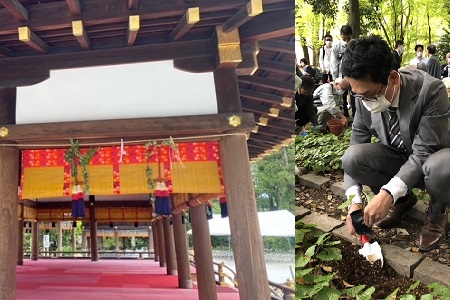 フタバアオイを上賀茂神社に奉納