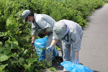 岡崎製作所による特定外来生物「オオキンケイギク」の駆除