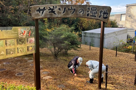 滋賀工場に咲く鷺草（サギソウ）の保全活動
