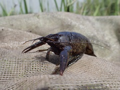 アメリカザリガニ