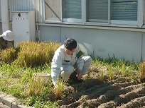 1人30株の苗を植栽