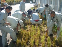 合計750株の苗を植えました
