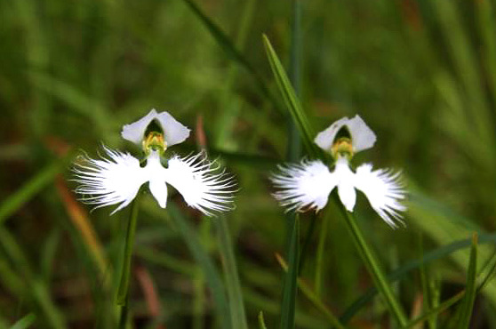 Biodiversity Data