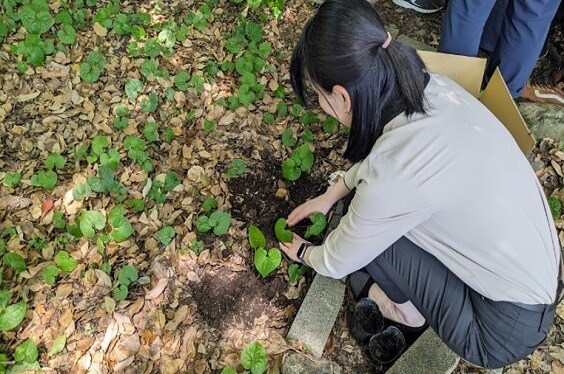 フタバアオイの植栽