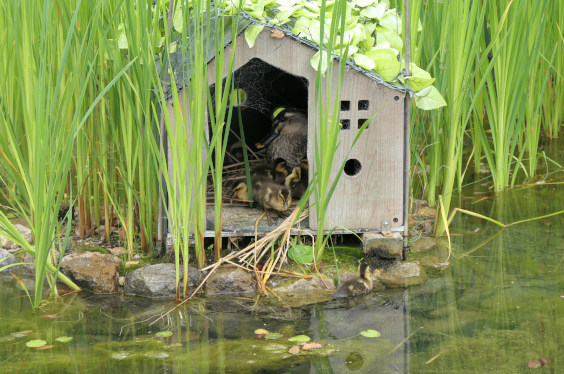 外敵から守るため水辺ビオトープ内の鳥小屋周辺にコガマを設置