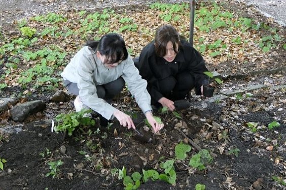 フタバアオイの植栽