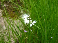 サギソウの開花