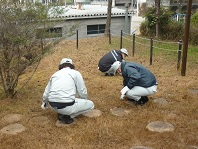 外来草本の駆除