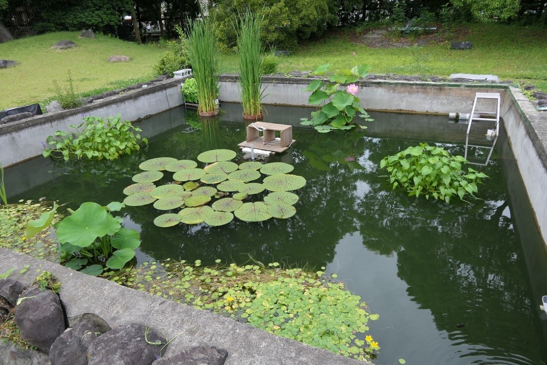 憩いの広場の池（2023年6月現在）