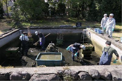 京都工場　ビオトープかいぼりと生物モニタリング調査